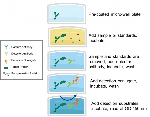 ELISA CLIA Platform Bio Mapper