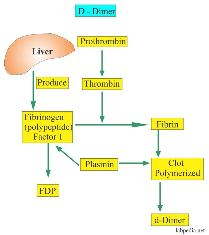 D-Dimer Determination Reagent (Immunoturbidimetry)