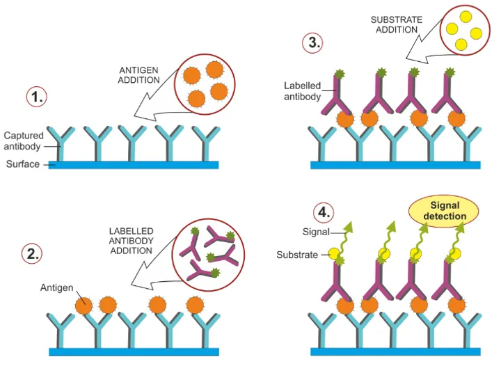 ELISA Detection -- Solid Phase Capture Method for IgM Antibodies