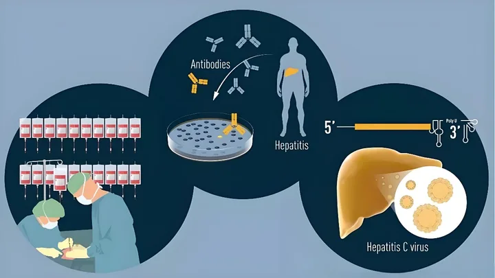 Know more about Hepatitis C virus (HCV)