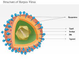 Feline Herpes Virus (FHV) - Bio-Mapper