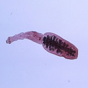 Echinococcosis - Bio-Mapper