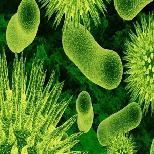 Microorganisms - Bio-Mapper